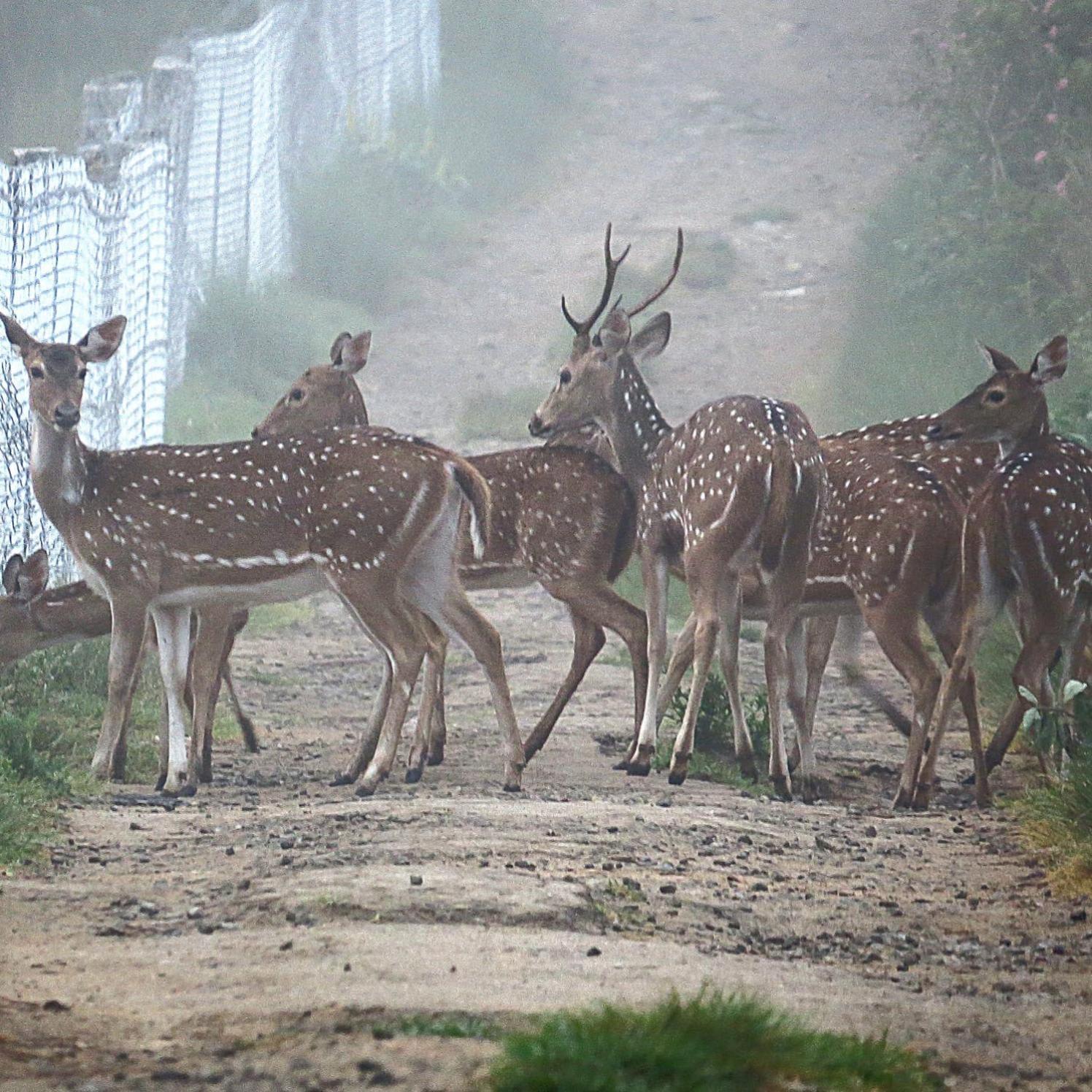 The Deer Meadows Villa Mudumalai Exteriör bild
